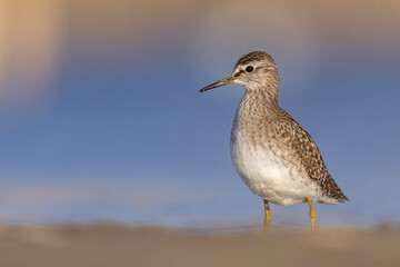 Łęczak (Tringa glareola) © Grzegorz
