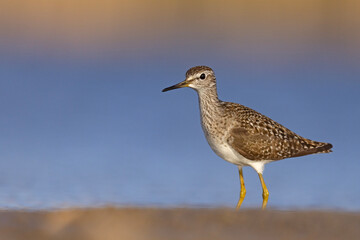 Łęczak (Tringa glareola) © Grzegorz