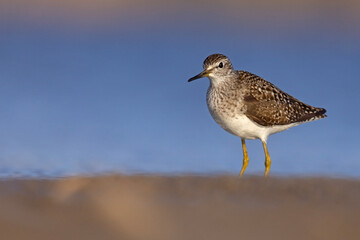 Łęczak (Tringa glareola) © Grzegorz