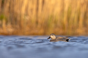 Krakwa (Mareca strepera) © Grzegorz