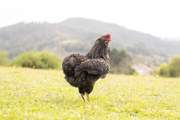Young barred Araucanian rooster loose in the field © Patricia Sierra