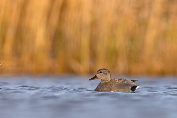 Krakwa (Mareca strepera) © Grzegorz