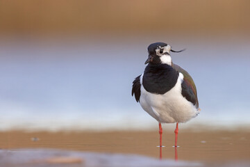 Czajka (Vanellus vanellus) © Grzegorz