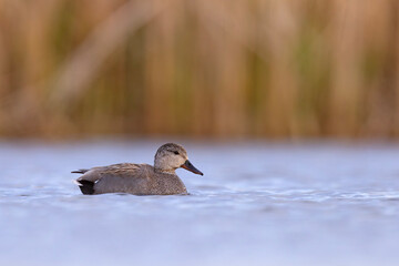 Krakwa (Mareca strepera) © Grzegorz