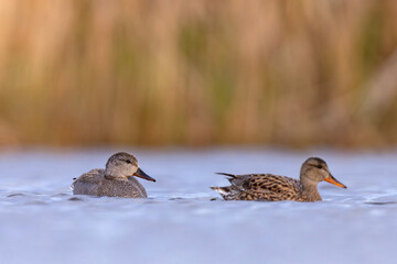 Krakwa (Mareca strepera) © Grzegorz