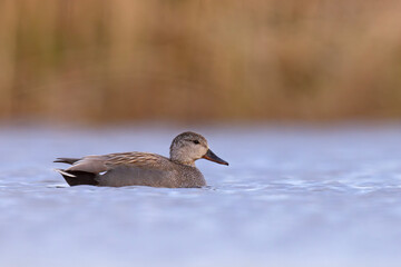 Krakwa (Mareca strepera) © Grzegorz