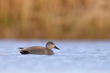 Krakwa (Mareca strepera) © Grzegorz