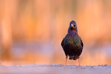 szpak (Sturnus vulgaris) © Grzegorz