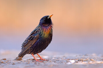 szpak (Sturnus vulgaris) © Grzegorz