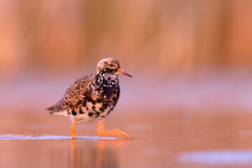 Batalion (Calidris pugnax) © Grzegorz