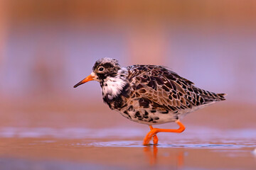 Batalion (Calidris pugnax) © Grzegorz