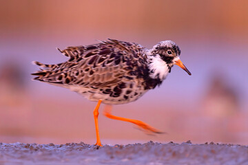 Batalion (Calidris pugnax) © Grzegorz