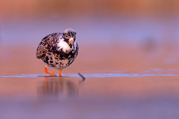 Batalion (Calidris pugnax) © Grzegorz