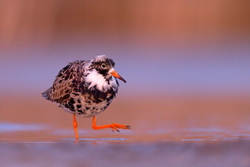 Batalion (Calidris pugnax) © Grzegorz