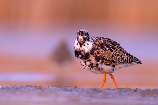 Batalion (Calidris pugnax)