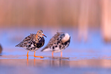 Batalion (Calidris pugnax) © Grzegorz