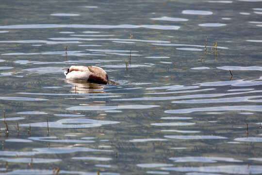 Papere Lido Ascona