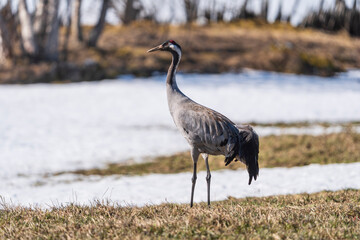 Fototapeta premium Common crane in the wild
