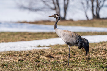Naklejka premium Common crane