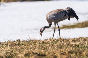 Fototapeta premium Common crane (Grus grus)