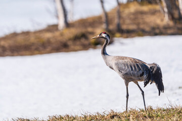 Fototapeta premium Common crane (Grus grus)