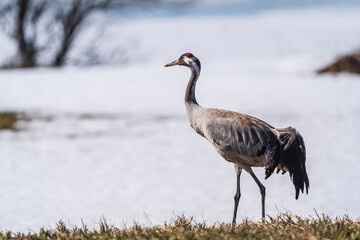 Obraz premium Common crane in the wild