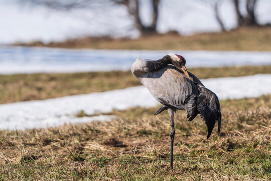 Common crane (Grus grus)