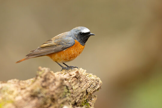 Pleszka (Phoenicurus phoenicurus)