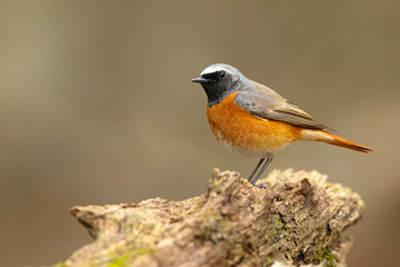 Fototapeta premium Pleszka (Phoenicurus phoenicurus)