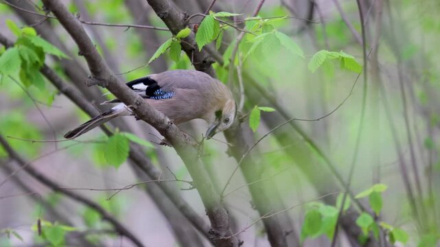 Jay bird sits on a tree branch