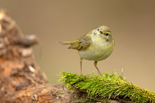 Piecuszek (Phylloscopus trochilus)