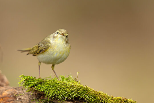 Piecuszek (Phylloscopus trochilus)