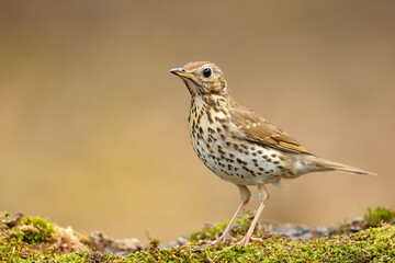 Śpiewak (Turdus philomelos) © Grzegorz
