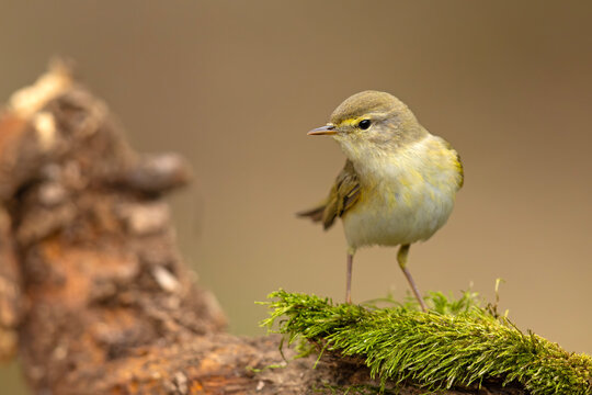 Piecuszek (Phylloscopus trochilus)