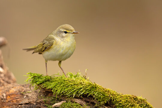 Piecuszek (Phylloscopus trochilus)