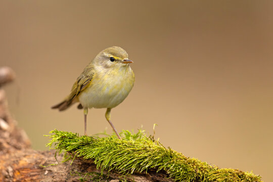 Piecuszek (Phylloscopus trochilus)