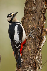 dzięcioł duży (Dendrocopos major) © Grzegorz