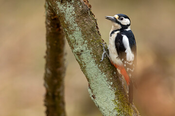 dzięcioł duży (Dendrocopos major) © Grzegorz