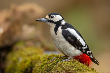 dzięcioł duży (Dendrocopos major) © Grzegorz