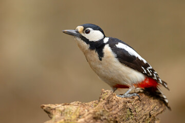 dzięcioł duży (Dendrocopos major) © Grzegorz