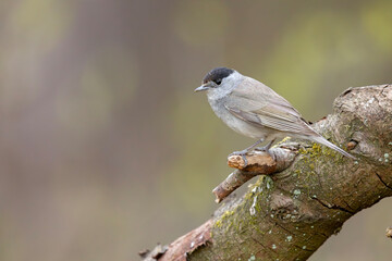kapturka (Sylvia atricapilla) © Grzegorz