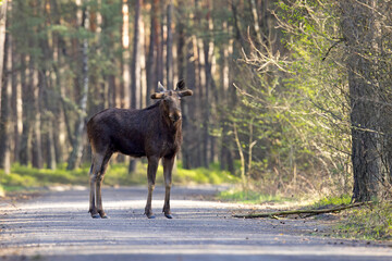Łoś (Alces alces) © Grzegorz