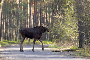Łoś (Alces alces) © Grzegorz