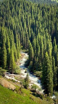 High-angle video of a forest lined with pine trees on both sides and a stream in the middle in Wusun Ancient Road, Xinjiang, China. Clear water flows strongly below. Idea for a nature background.