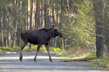 Łoś (Alces alces) © Grzegorz