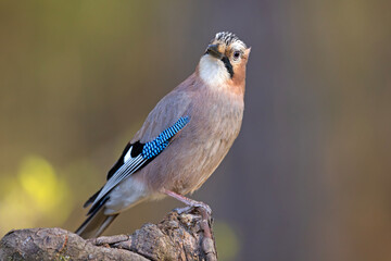 Sójka (Garrulus glandarius)  © Grzegorz