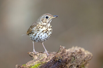 Śpiewak (Turdus philomelos) © Grzegorz