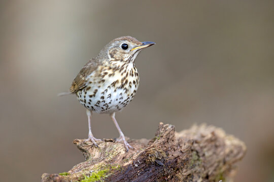 Śpiewak (Turdus philomelos)
