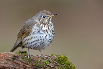 Śpiewak (Turdus philomelos) © Grzegorz