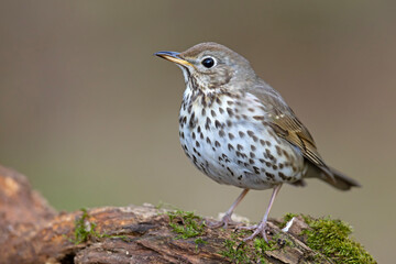 Śpiewak (Turdus philomelos) © Grzegorz